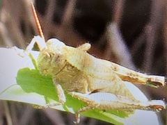 Melanoplus scudderi