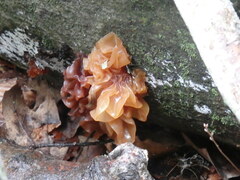 Phaeotremella