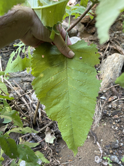Buddleja crotonoides