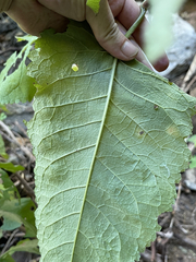 Buddleja crotonoides