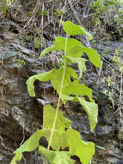 Buddleja crotonoides