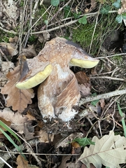 Boletus aereus