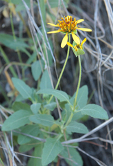 Tetragonotheca texana