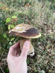 Boletus aereus