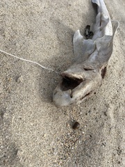 Scyliorhinus canicula