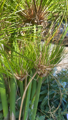 Cyperus papyrus