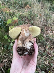 Boletus aereus
