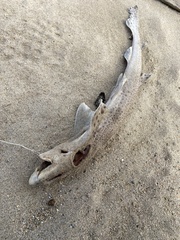 Scyliorhinus canicula