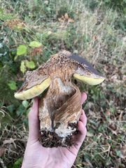 Boletus aereus
