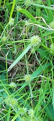 Cyperus brevifolius