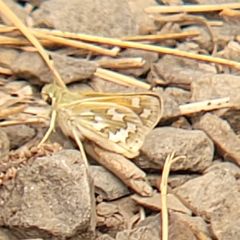 Hesperia juba