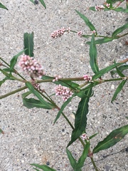 Persicaria maculosa
