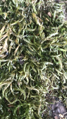 Hypnum cupressiforme