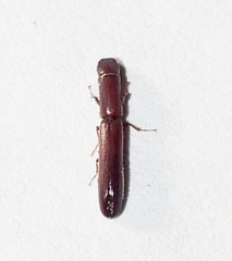 Nematidium filiforme