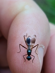 Taeniaptera trivittata