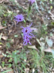 Liatris pilosa