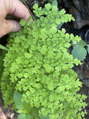 Adiantum concinnum