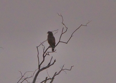 Circaetus cinerascens