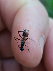 Taeniaptera trivittata