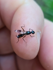 Taeniaptera trivittata
