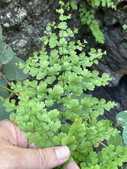 Adiantum concinnum