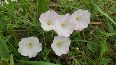 Convolvulus arvensis