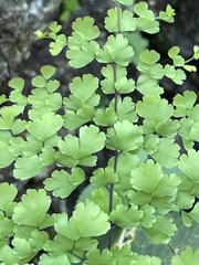 Adiantum concinnum