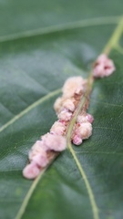 Callirhytis piperoides