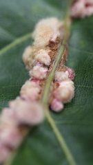 Callirhytis piperoides