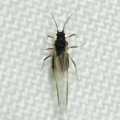 Aphididae