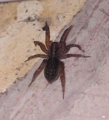 Trochosa