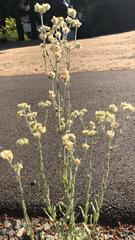 Pseudognaphalium stramineum