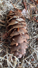 Pseudotsuga menziesii