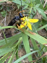 Sphex flavovestitus