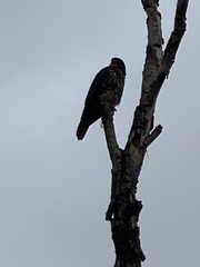 Falco novaeseelandiae