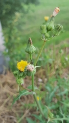 Sonchus oleraceus