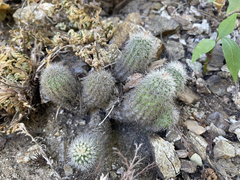 Echinocereus sciurus