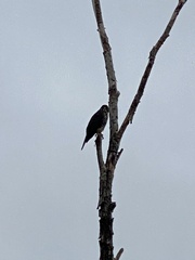 Falco novaeseelandiae