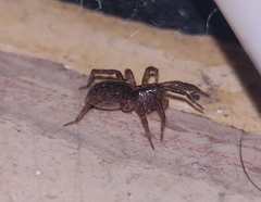 Trochosa