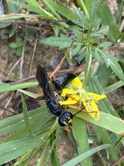 Sphex flavovestitus