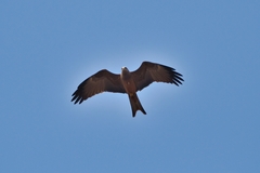 Milvus migrans parasitus