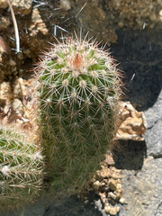 Echinocereus sciurus