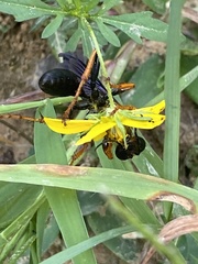 Sphex flavovestitus