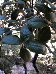 Quercus rugosa
