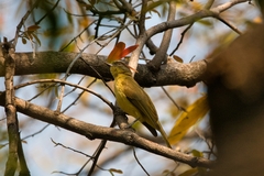 Chlorocichla flaviventris