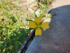 Ludwigia