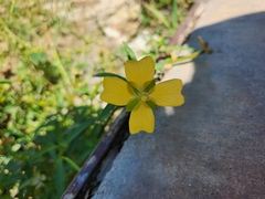 Ludwigia