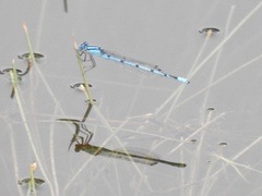 Enallagma doubledayi