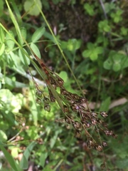 Luzula forsteri