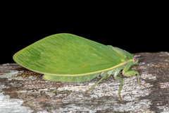 Cystosoma saundersii
